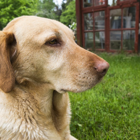 犬の色盲は迷信なの 犬が見える意外な色の世界とは 動物の時間